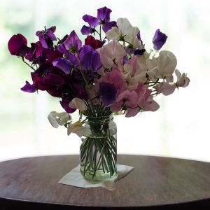 spring pansies