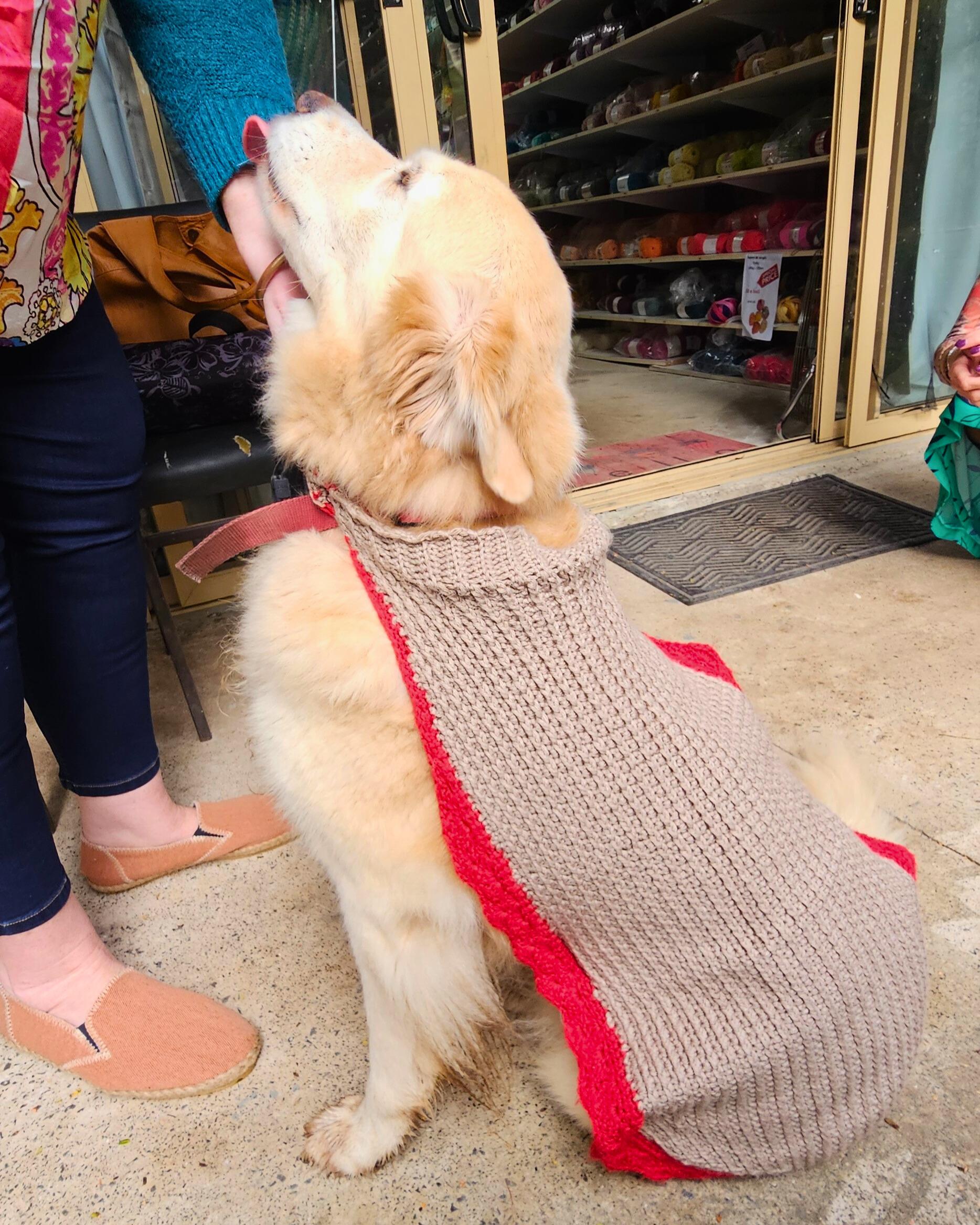 Roxy the Golden Retriever in her jumper